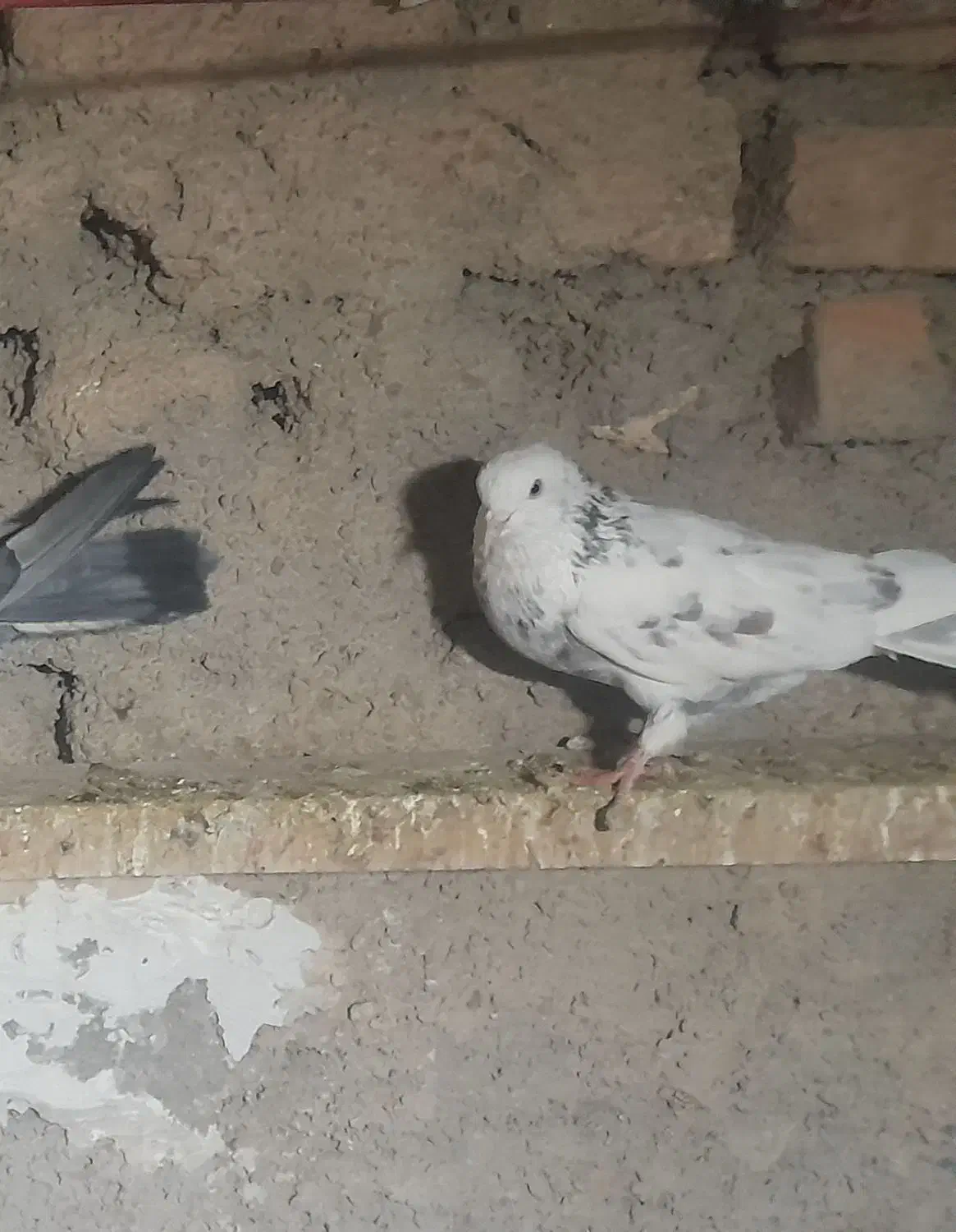 کفتر|پرنده|شاهرود, |دیوار