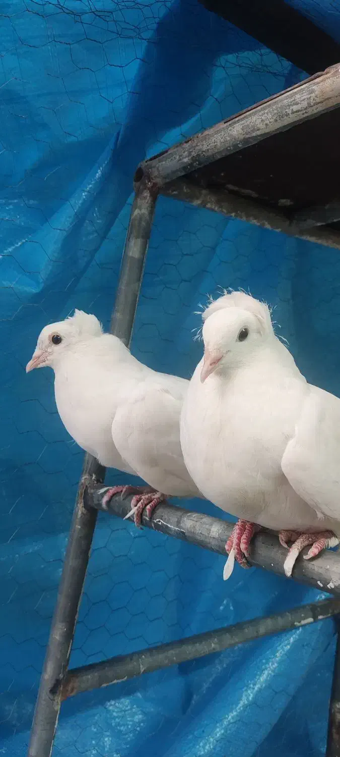 کبوتر|پرنده|قم, الغدیر|دیوار