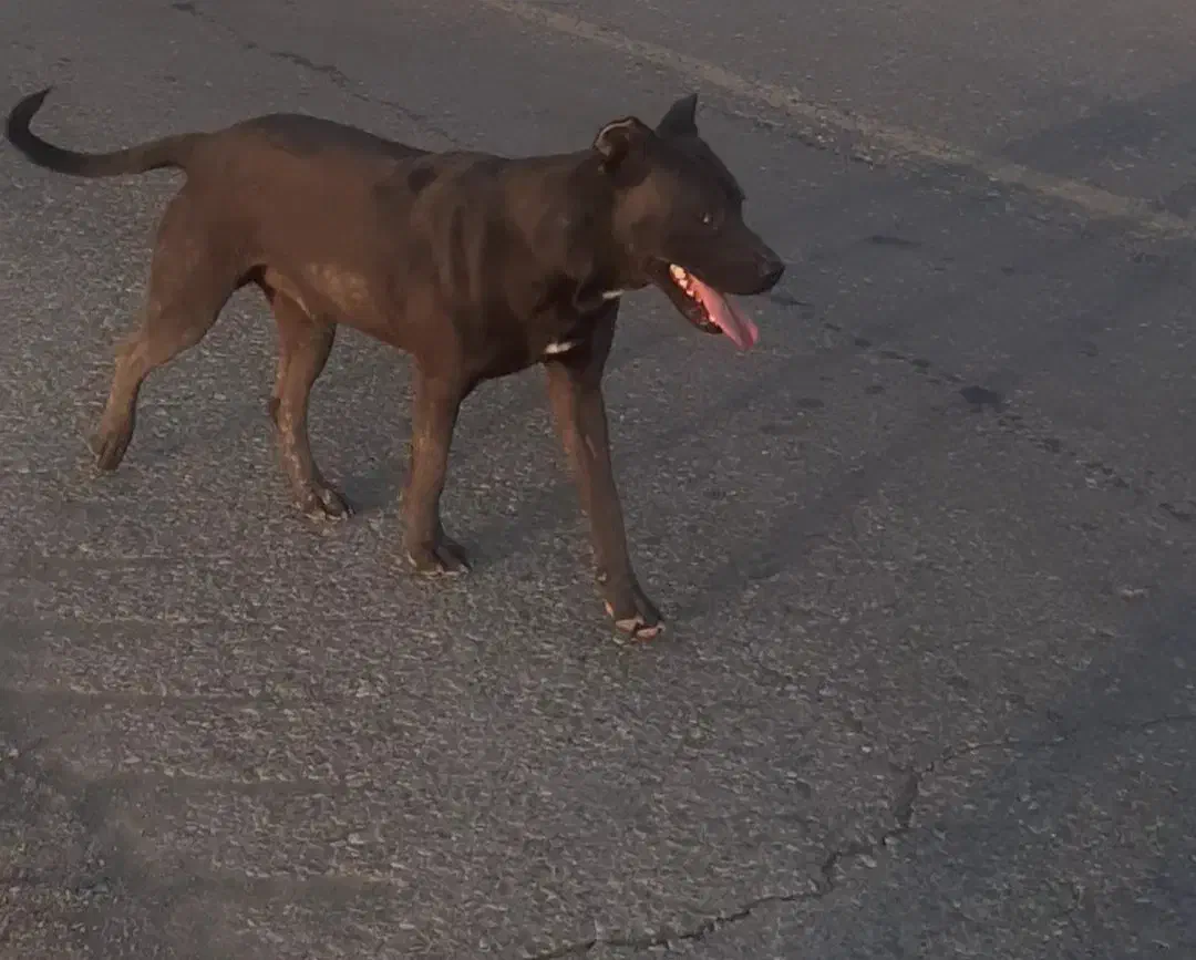 پیتبول|سگ|سنندج, |دیوار