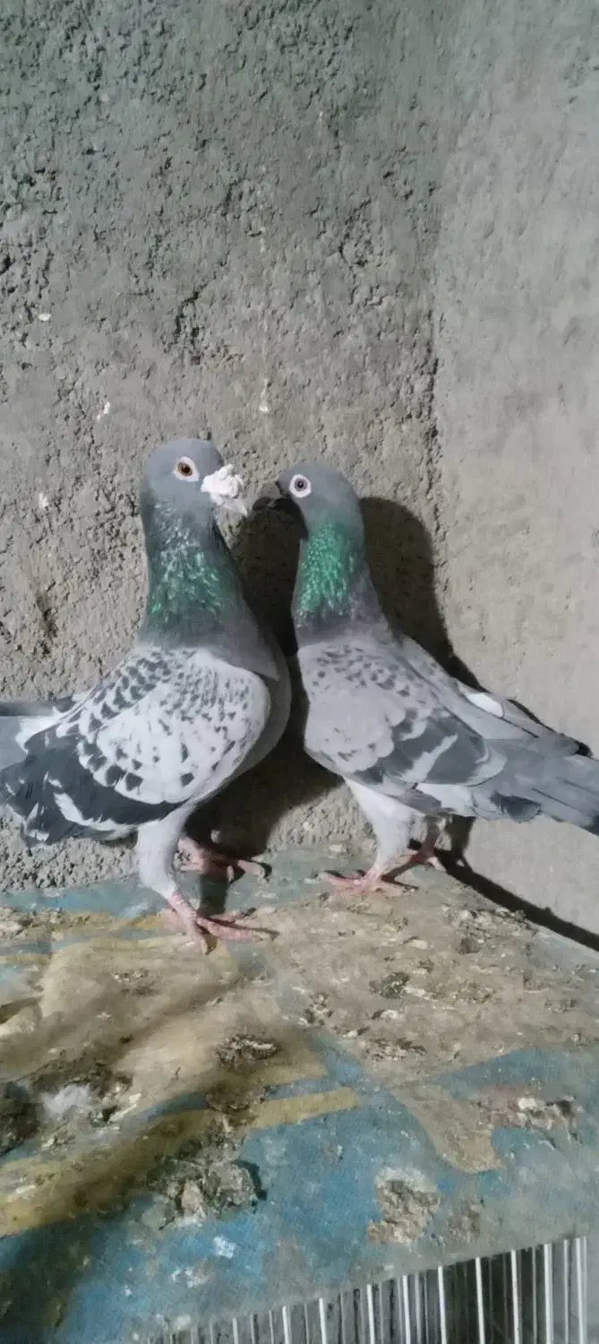 کفتر|پرنده|زیرکوه, |دیوار