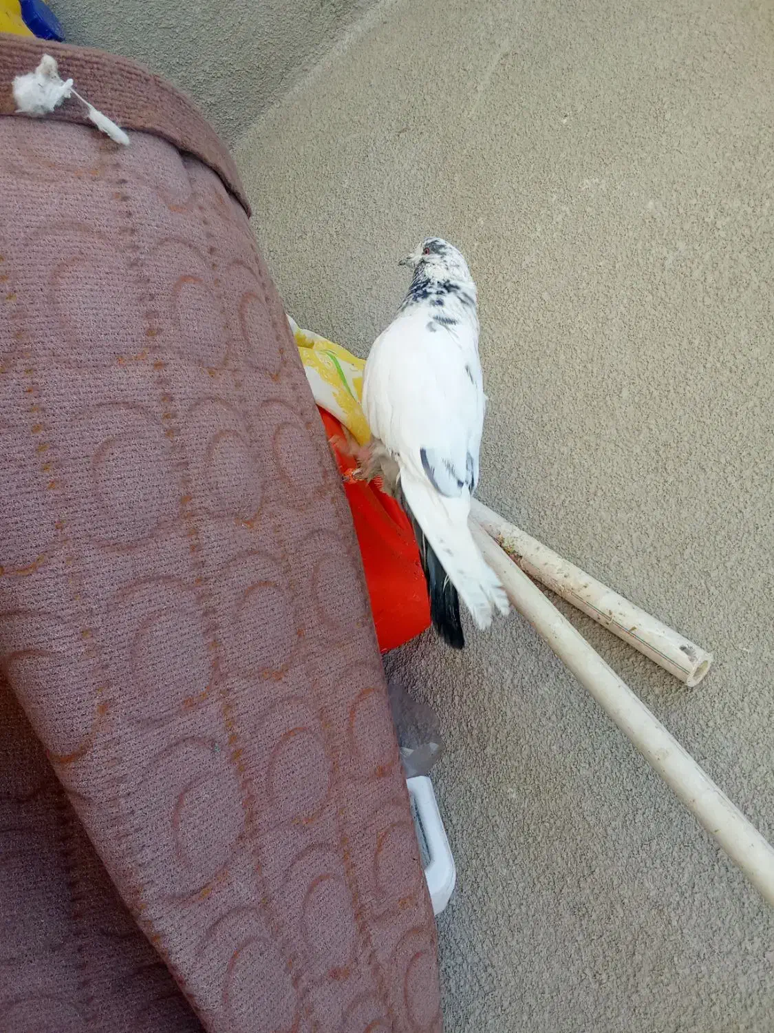 تهرانی غریب گیری|پرنده|هشتگرد, تهران دشت|دیوار