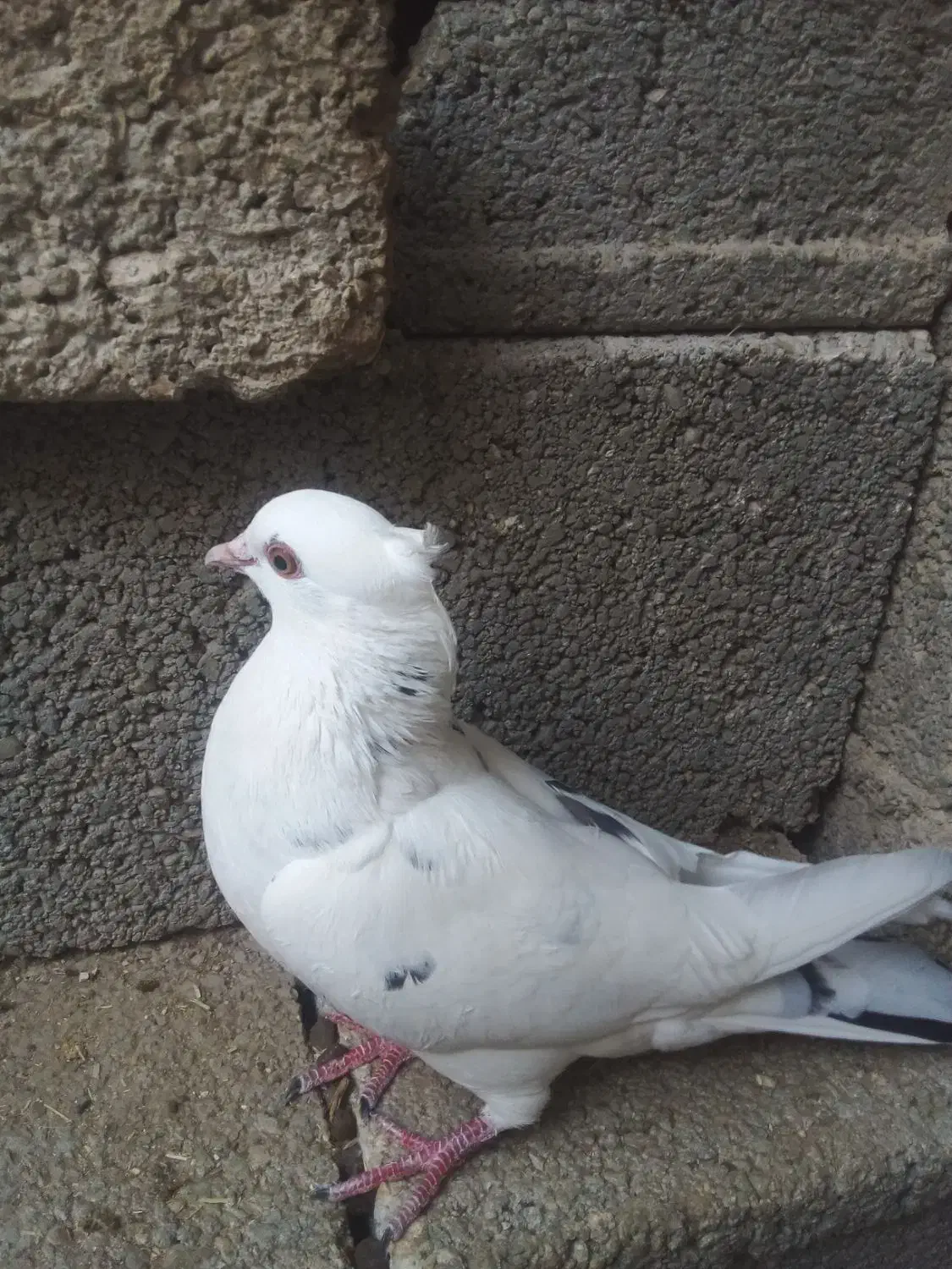 کبوتر دم سیاه|پرنده|جم, |دیوار