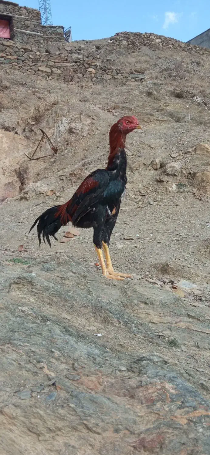 جوجه برزیلی|پرنده|کلاترزان, |دیوار