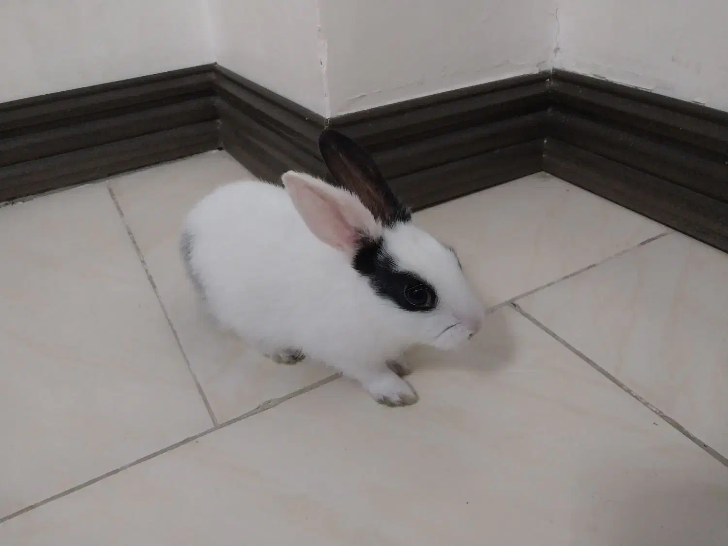 خرگوش|موش و خرگوش|گرگان, |دیوار