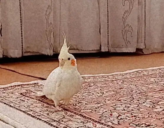 پرنده|پرنده|مرند, |دیوار