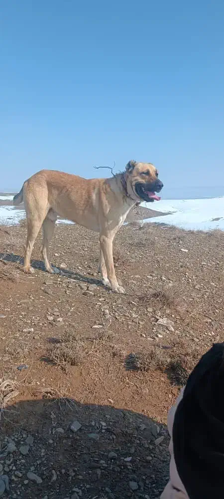 سگ گله|سگ|رضویه, |دیوار