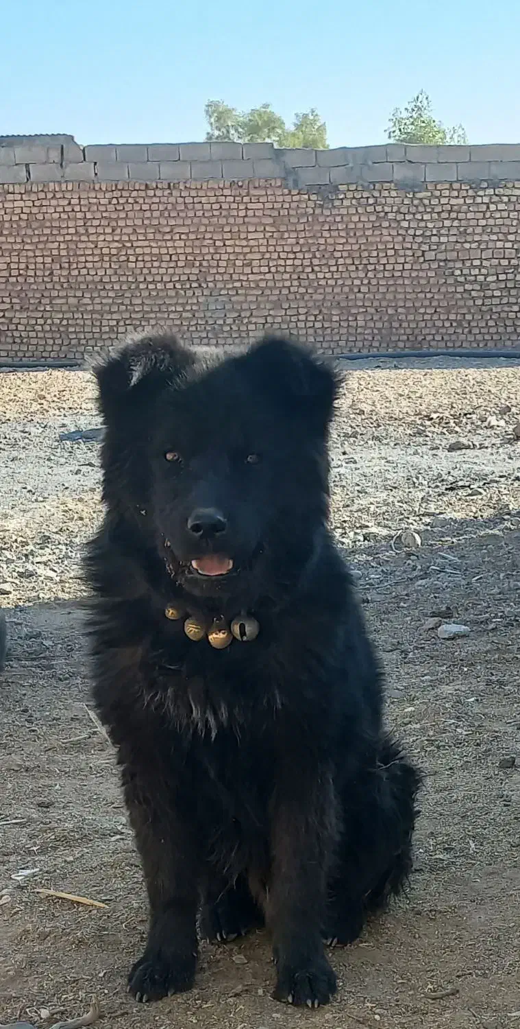 سگ چاو چاو|سگ|نجف‌آباد, ویلاشهر|دیوار