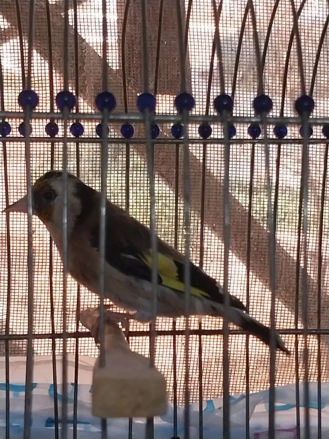 سهره|پرنده|تهران, قیام|دیوار