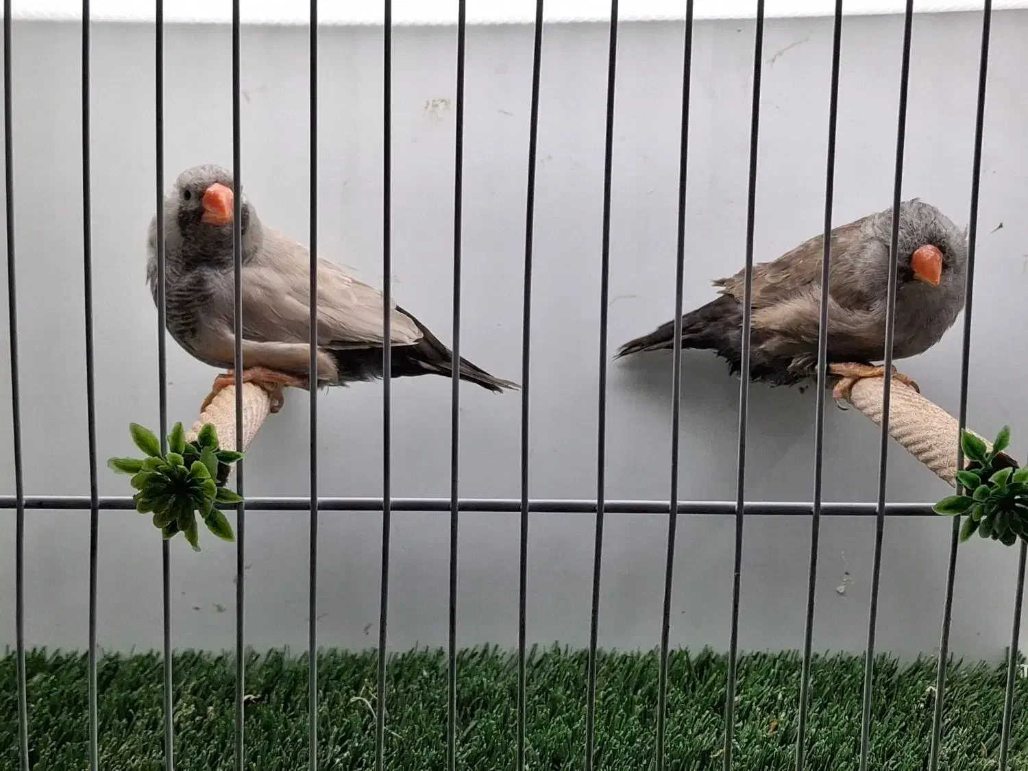 انواع فنچ گلدین شارکول ستاره ای گلوبریده جغدی|پرنده|شیراز, شیشه‌گری|دیوار