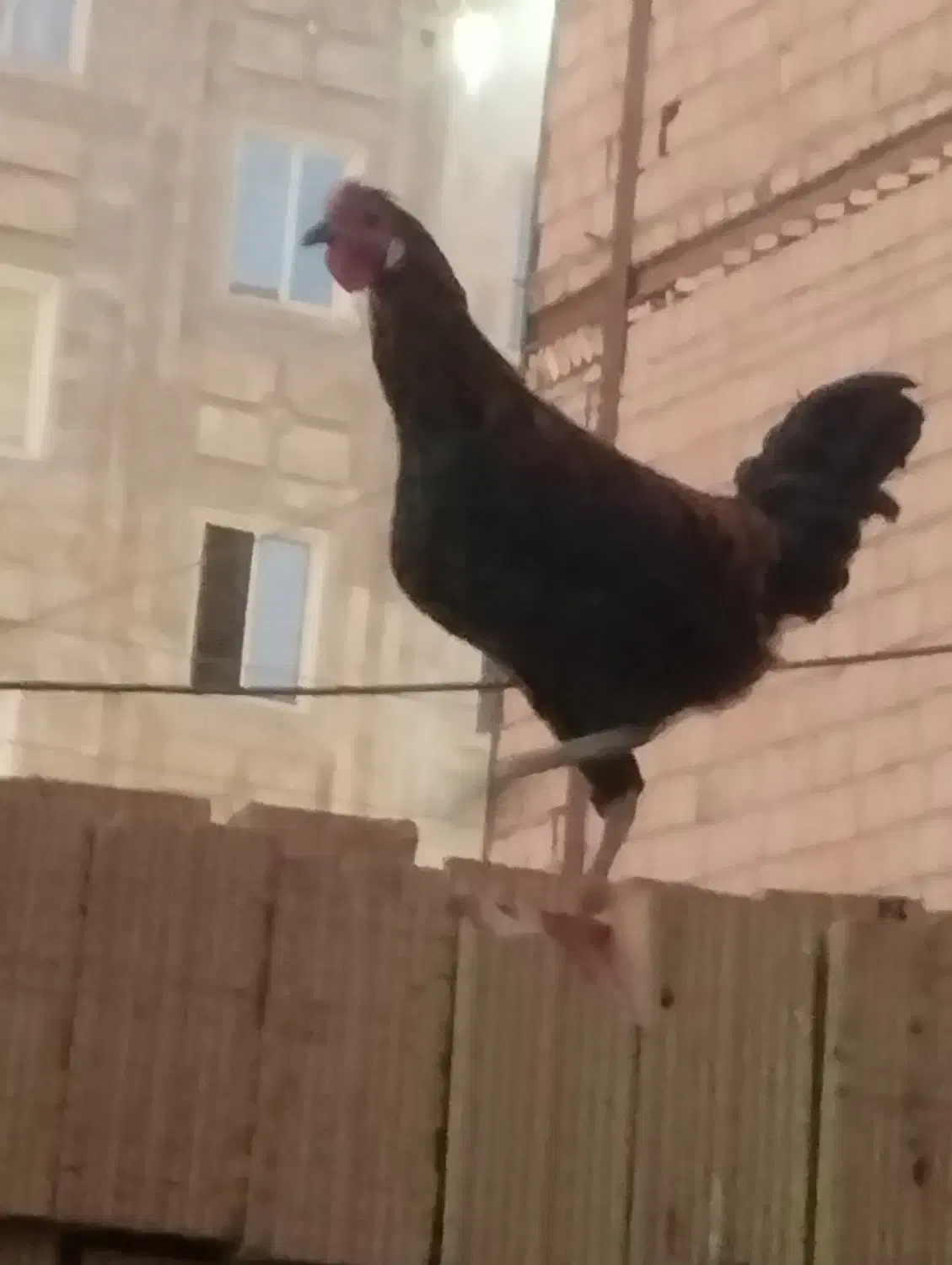 خروس گلین دو‌رگجوان|حیوانات مزرعه|نسیم‌شهر, |دیوار