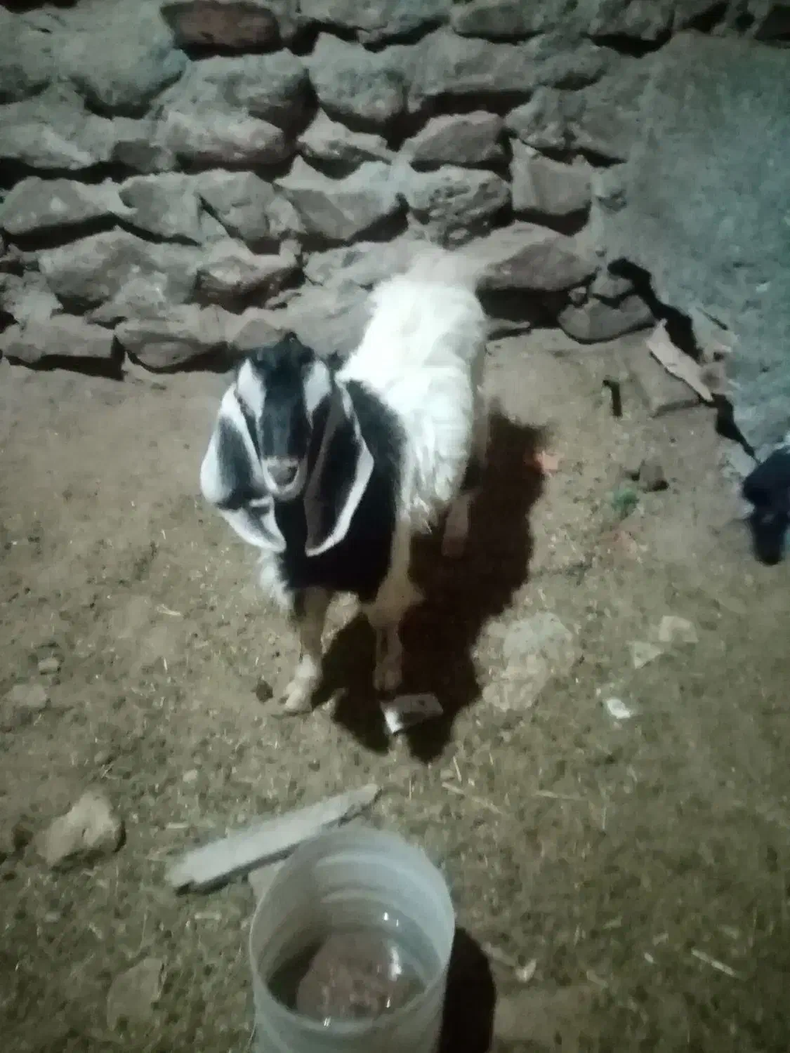 دوارس بزغاله نر|حیوانات مزرعه|دهگلان, |دیوار