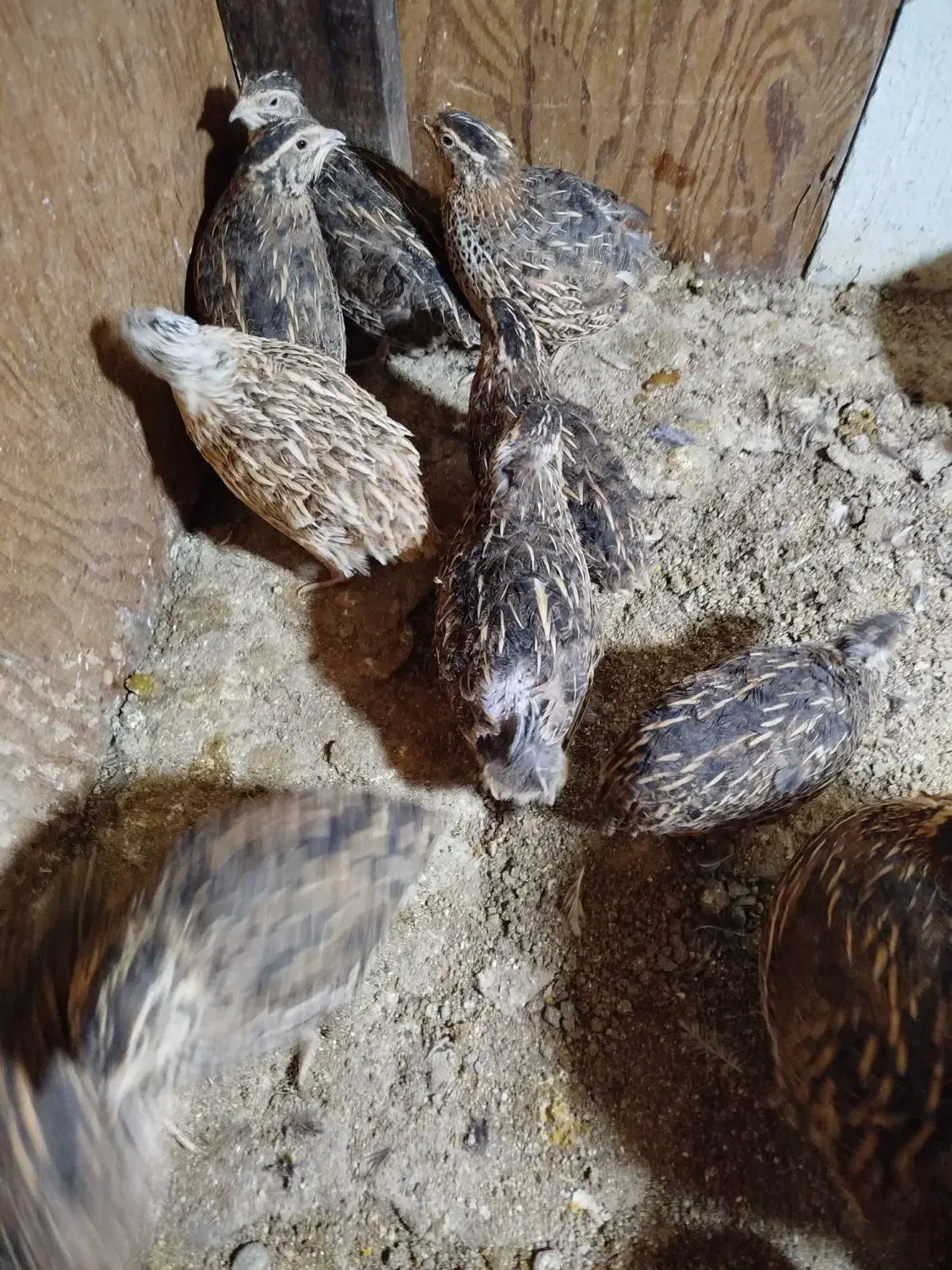 بلدرچین گوشتی و تخم بلدرچین|حیوانات مزرعه|کنارک, |دیوار