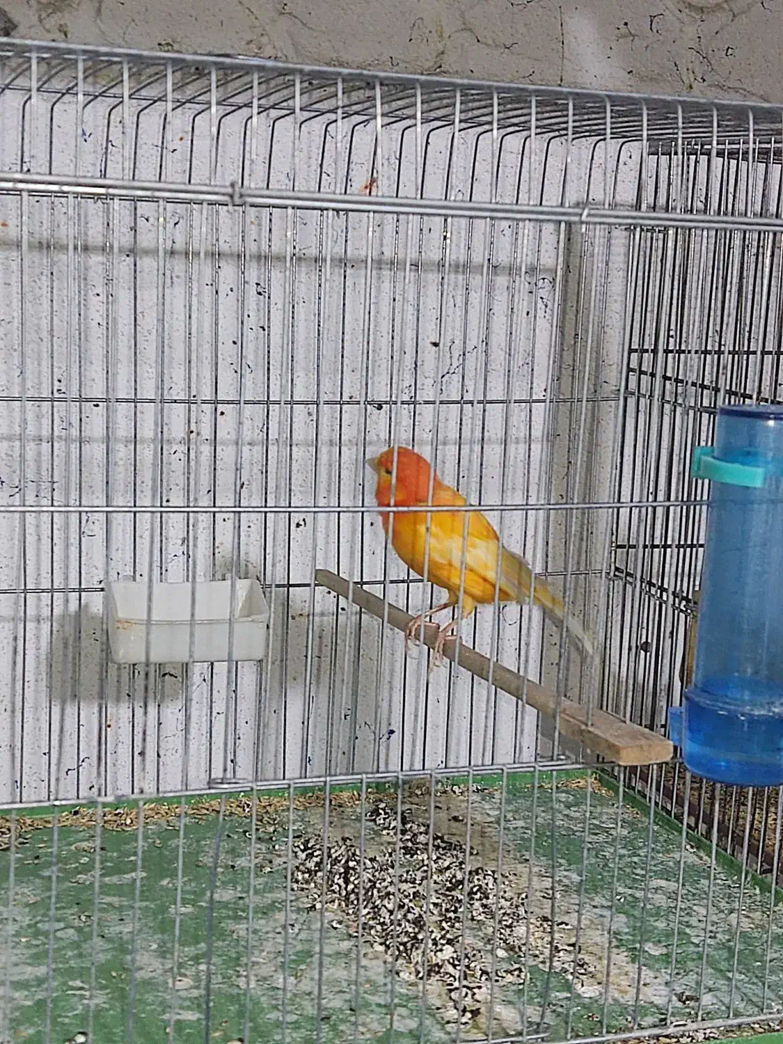 قناری نر|پرنده|شیراز, فخرآباد (دروازه کازرون)|دیوار