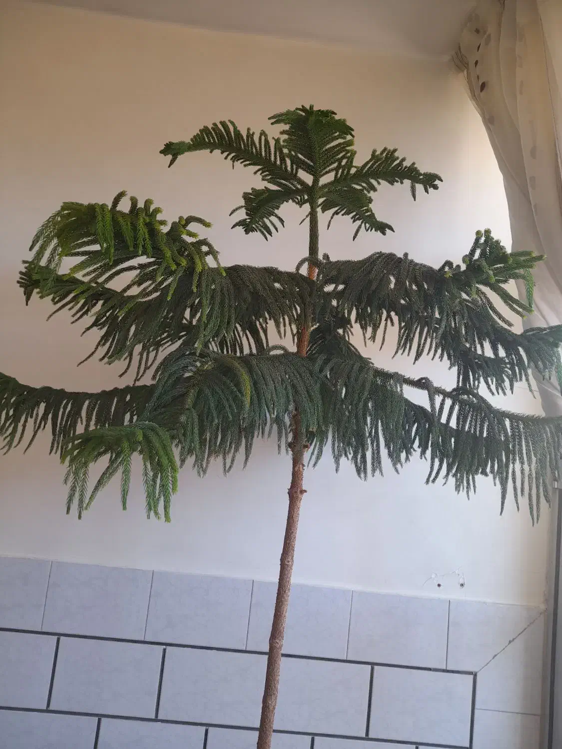 گل زیبا|گل و گیاه طبیعی|مبارکه, |دیوار