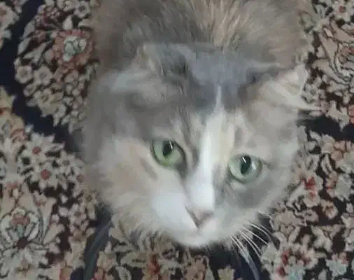 گربه ماده پرشین اسکاتیش|گربه|لنگرود, |دیوار