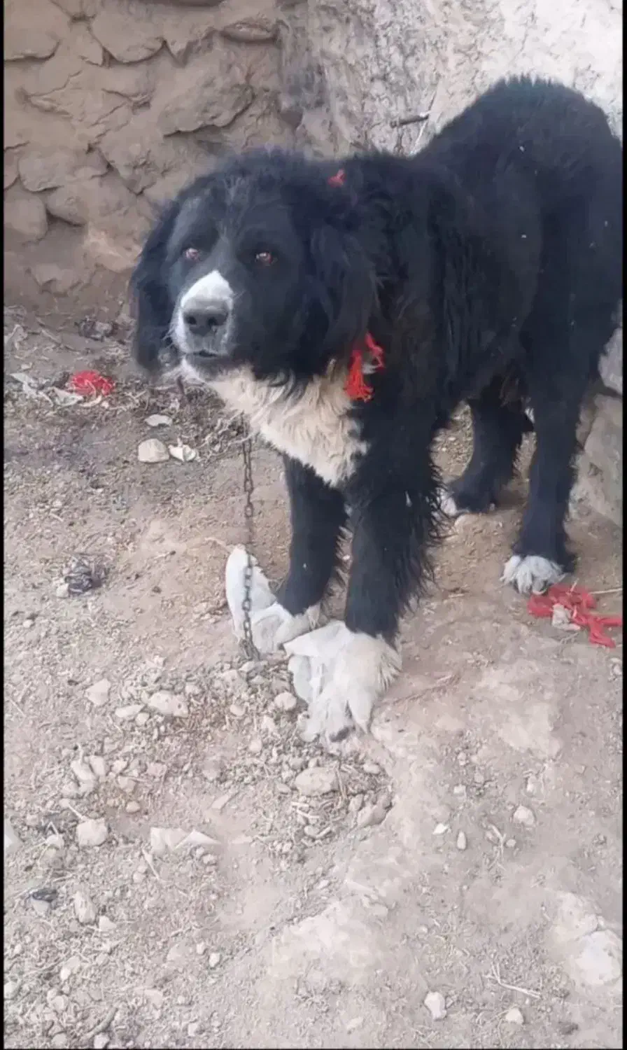 سگ نر|سگ|خوانسار, |دیوار