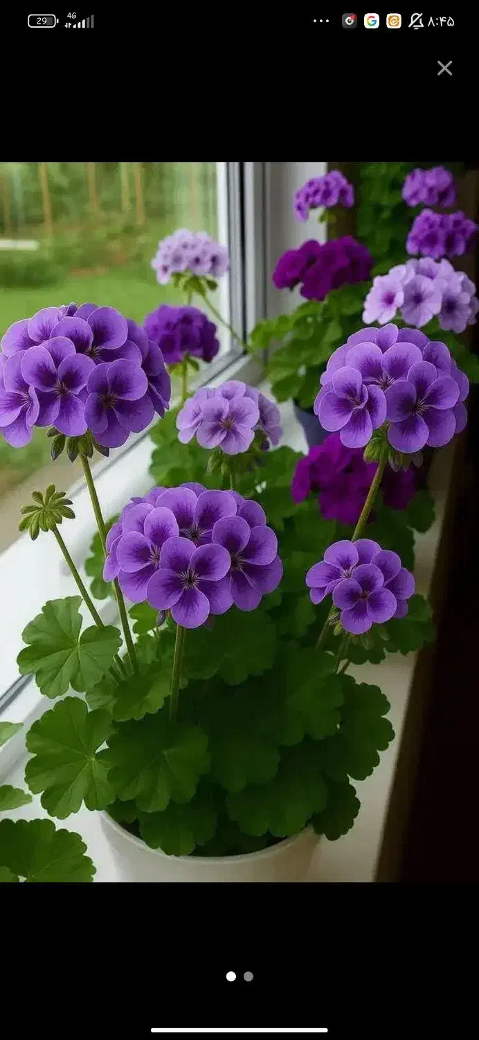 خروس لاری|خزنده|خرم‌آباد (تنکابن), |دیوار