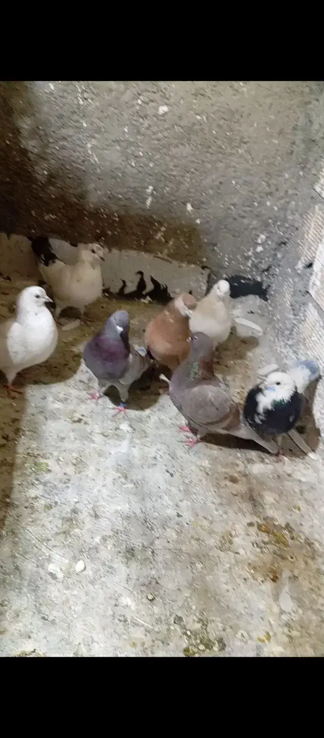 9تاکبوتر خوب|پرنده|رباط‌کریم, رباط‌کریم|دیوار