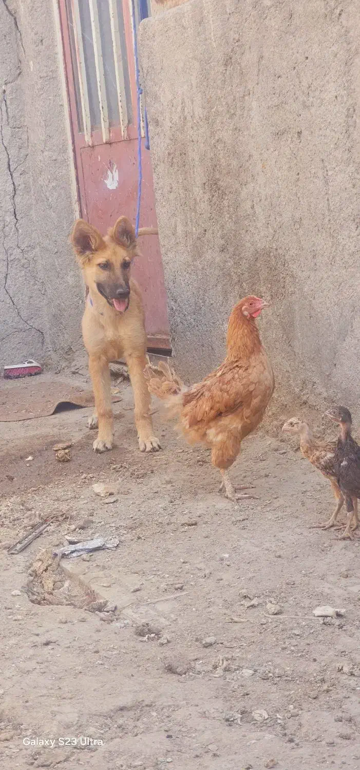 توله سگ گرگی|سگ|زاهدان, |دیوار