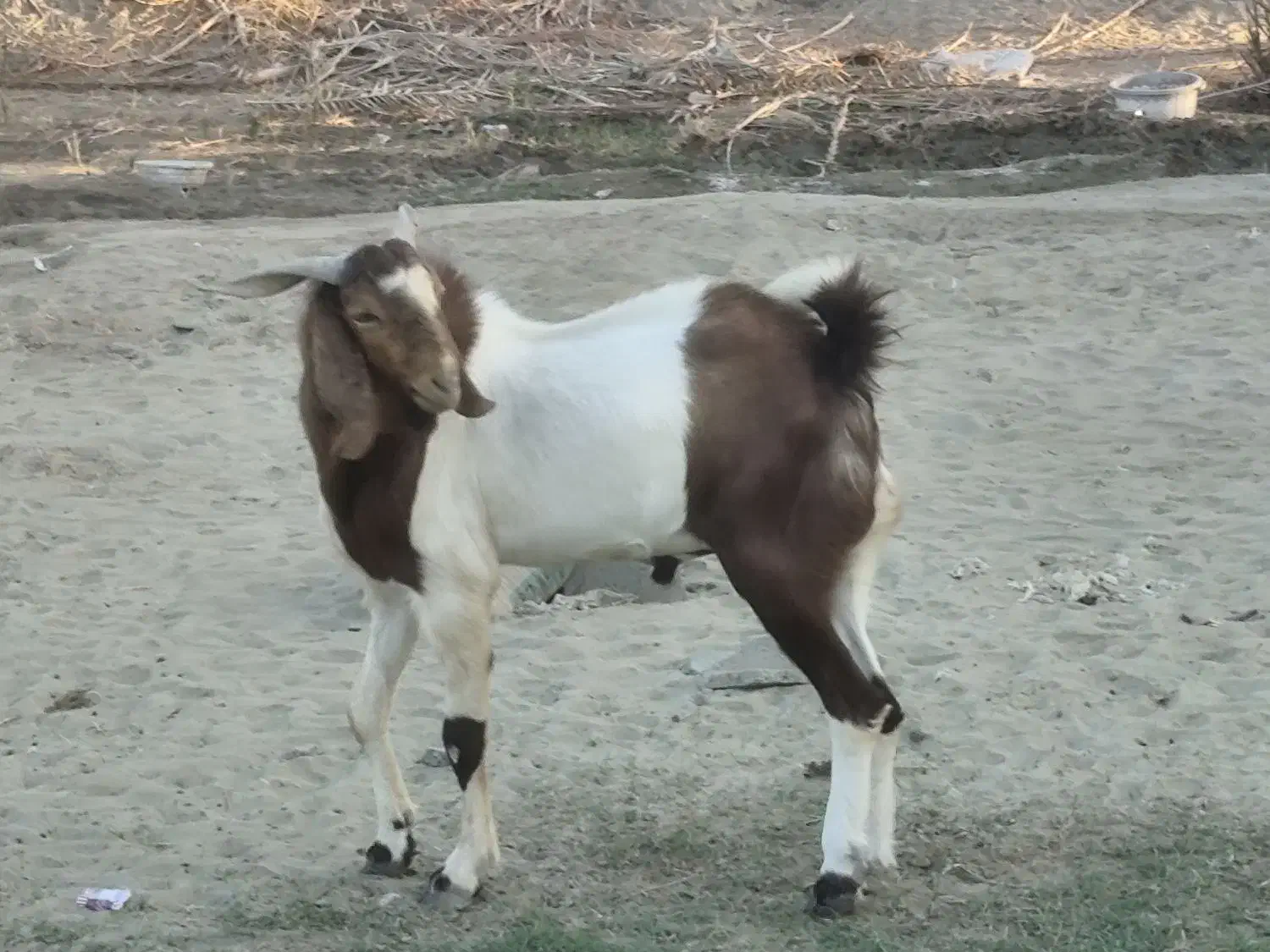 بز نر داشتی و گوشتی نسل دوقلو پاکستانی|حیوانات مزرعه|نیک شهر, |دیوار