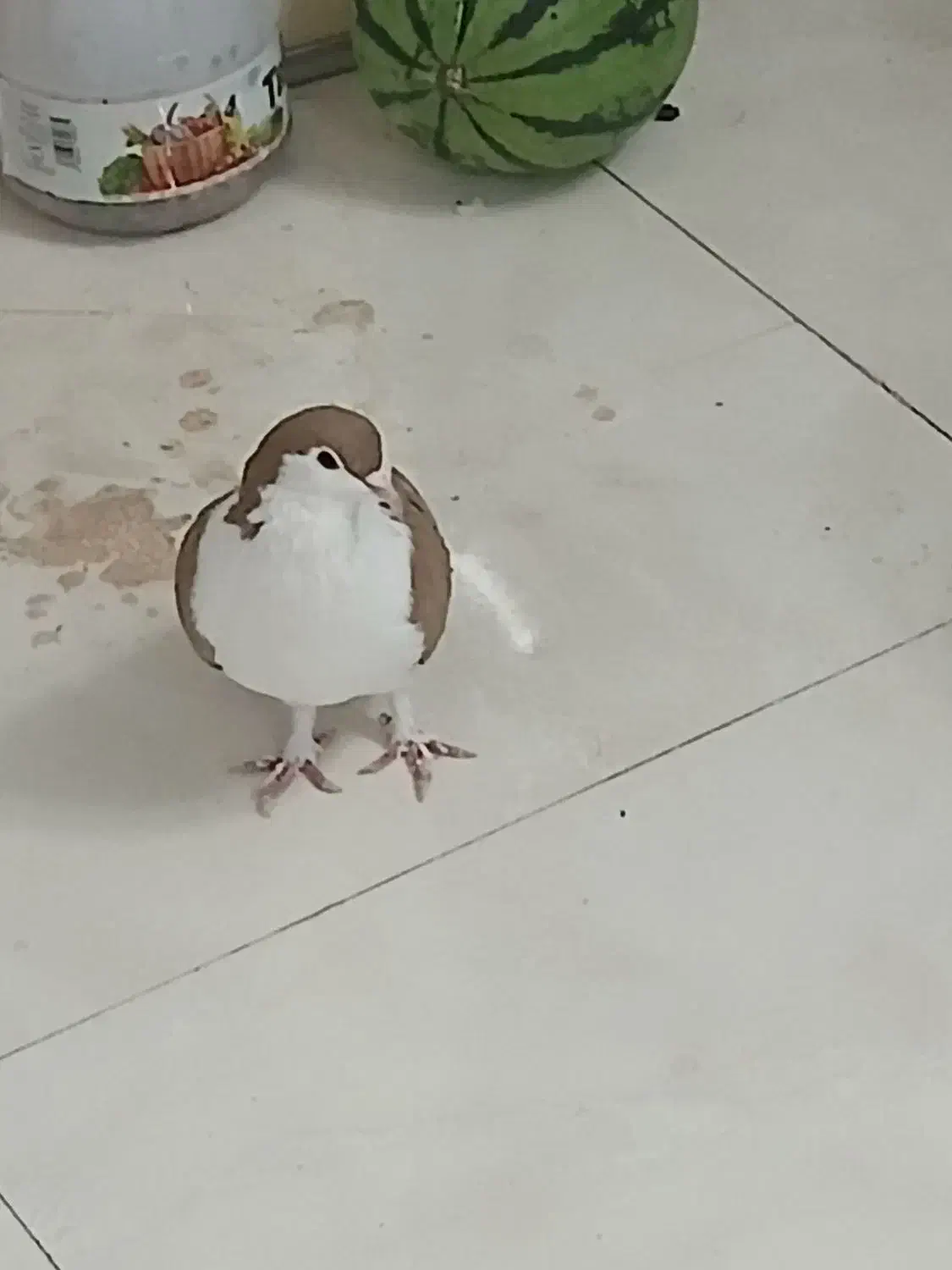 کفتر،کبوترساده زردکرمونی|پرنده|تربتحیدریه, بی بی حسنیه|دیوار