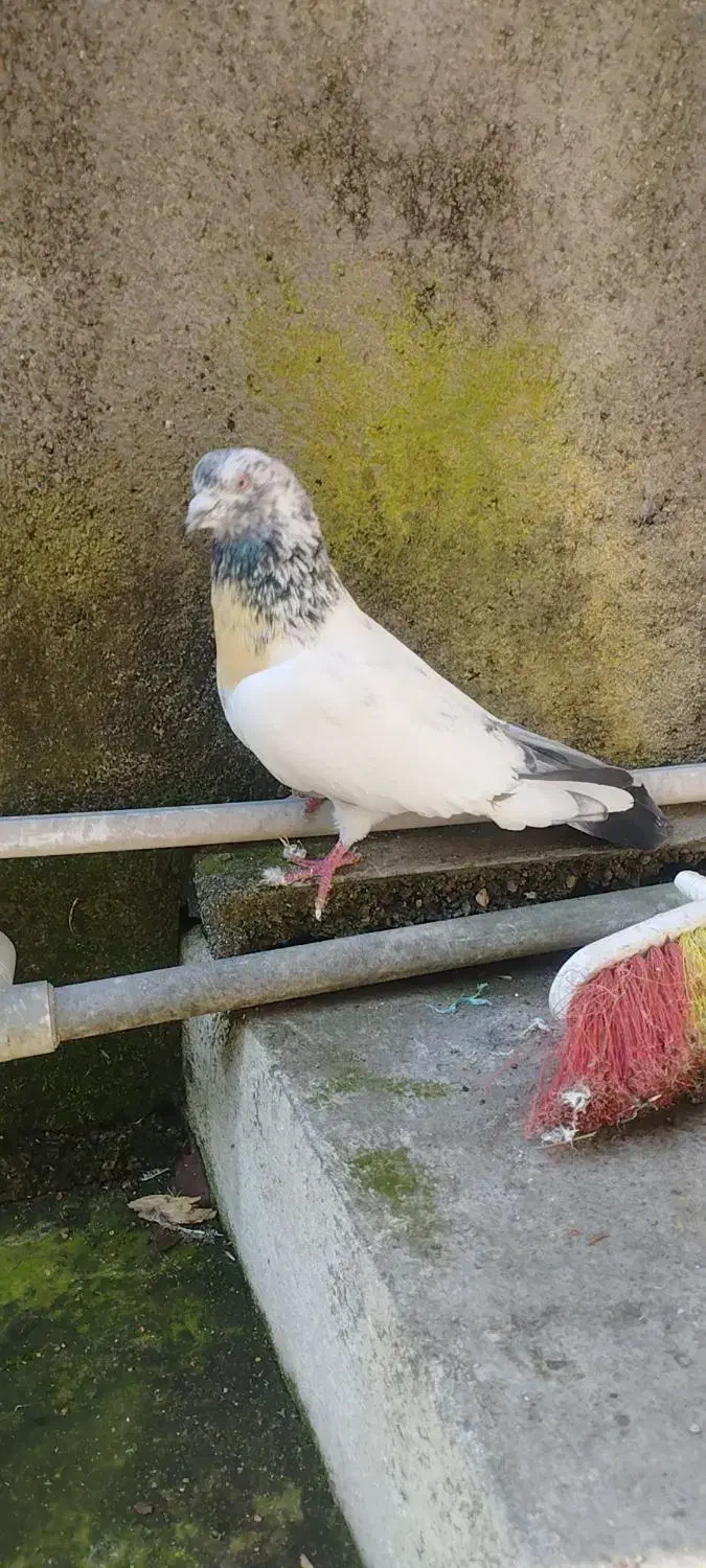 کفتر خوب|پرنده|رودسر, |دیوار