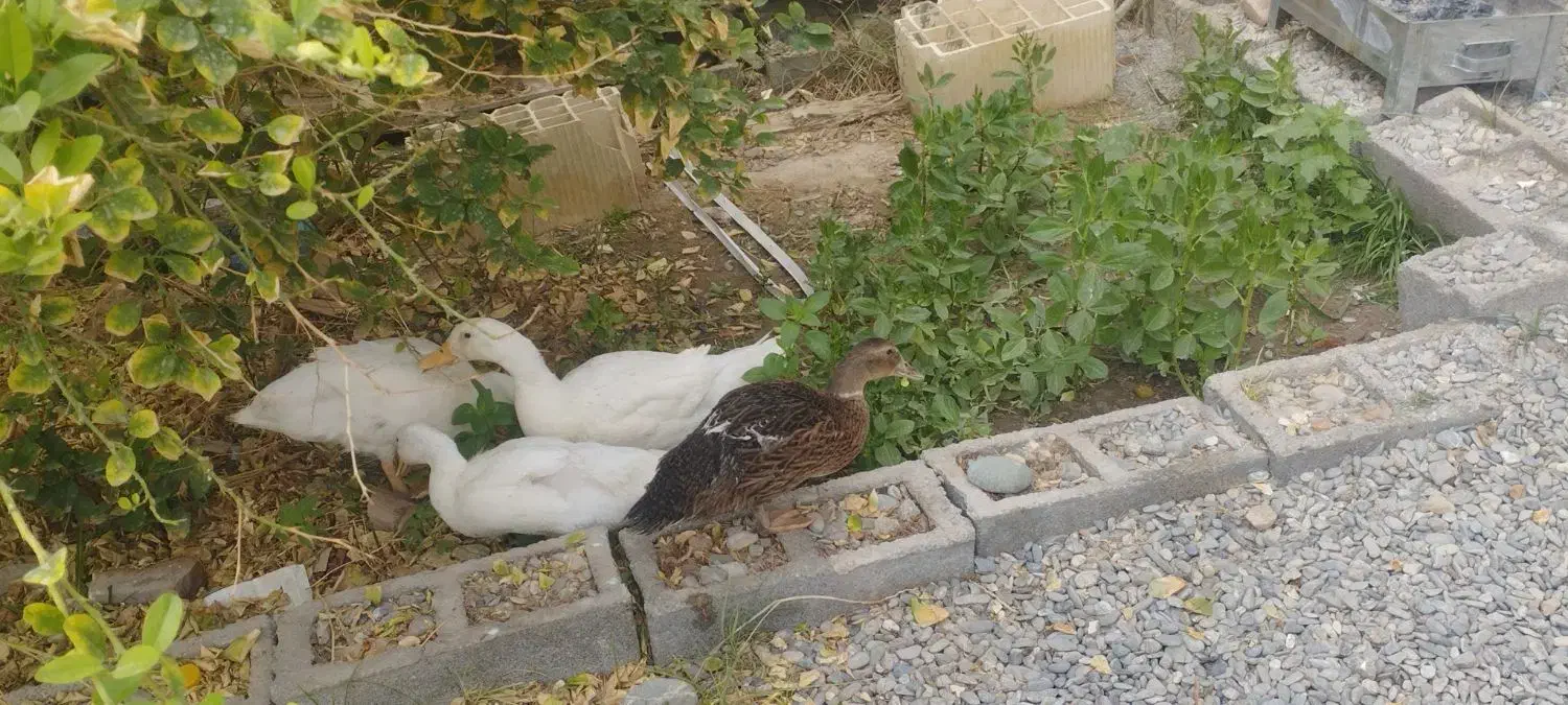 فروش اردک|پرنده|ایرانشهر, |دیوار