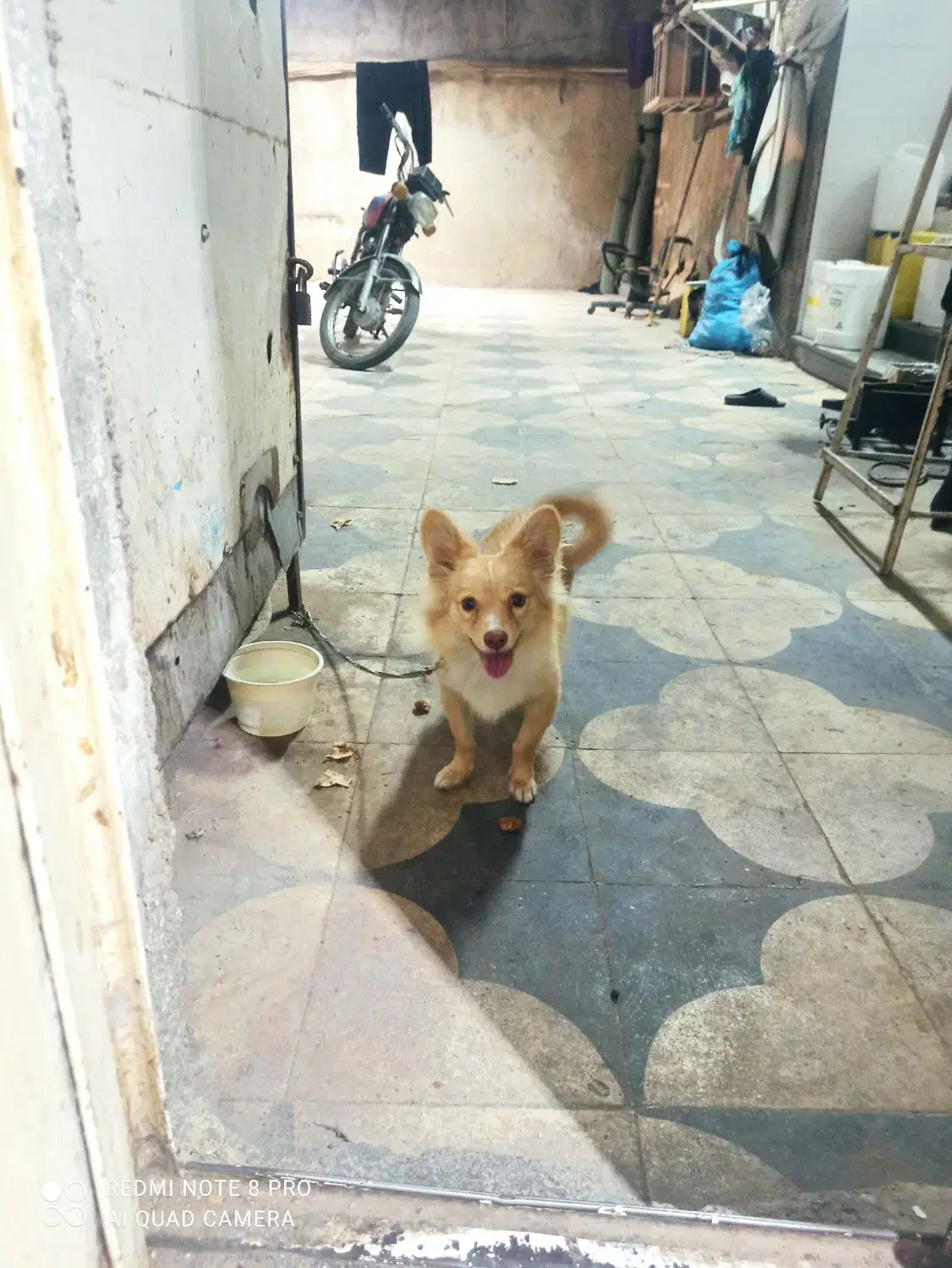 سگ پاکوتاه|سگ|برازجان, |دیوار