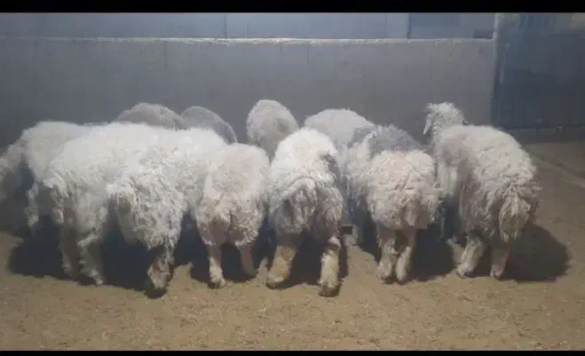 بره پرواری|حیوانات مزرعه|ایوان, |دیوار