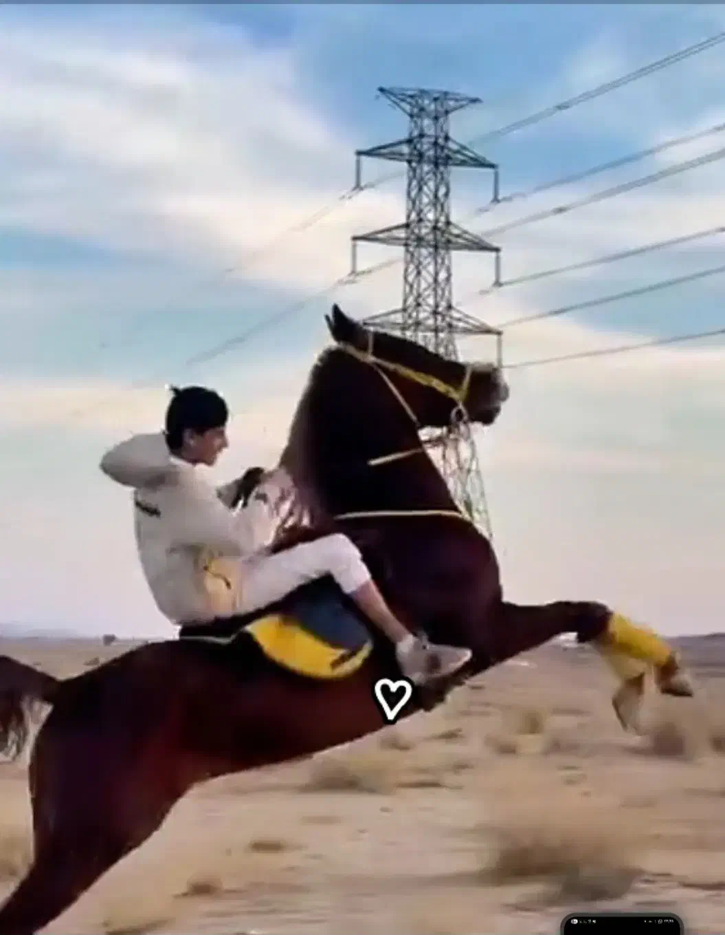 اسب نژاد عرب|اسب و تجهیزات اسبسواری|میناب, |دیوار