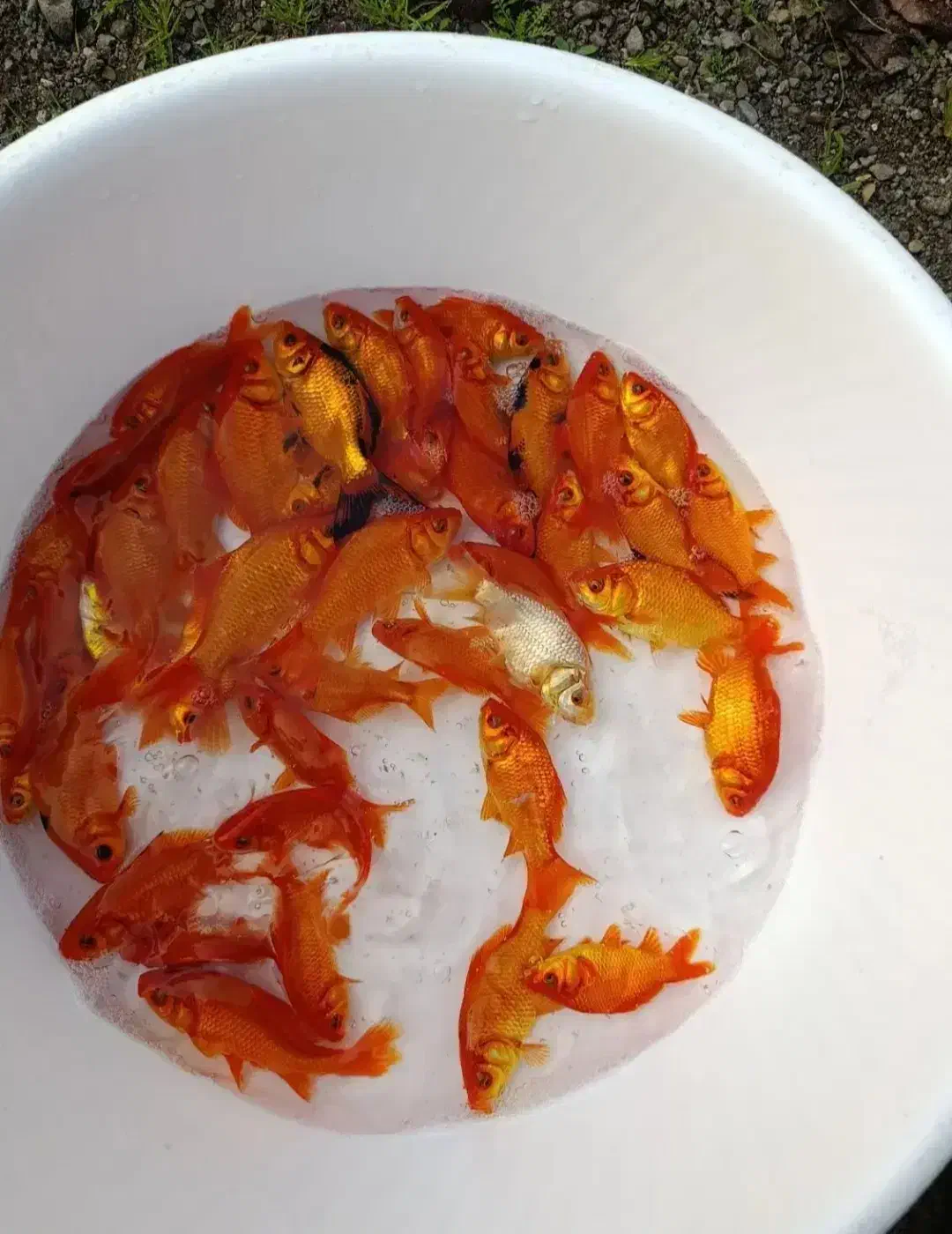 ماهی قرمز|ماهی|قنوات, |دیوار