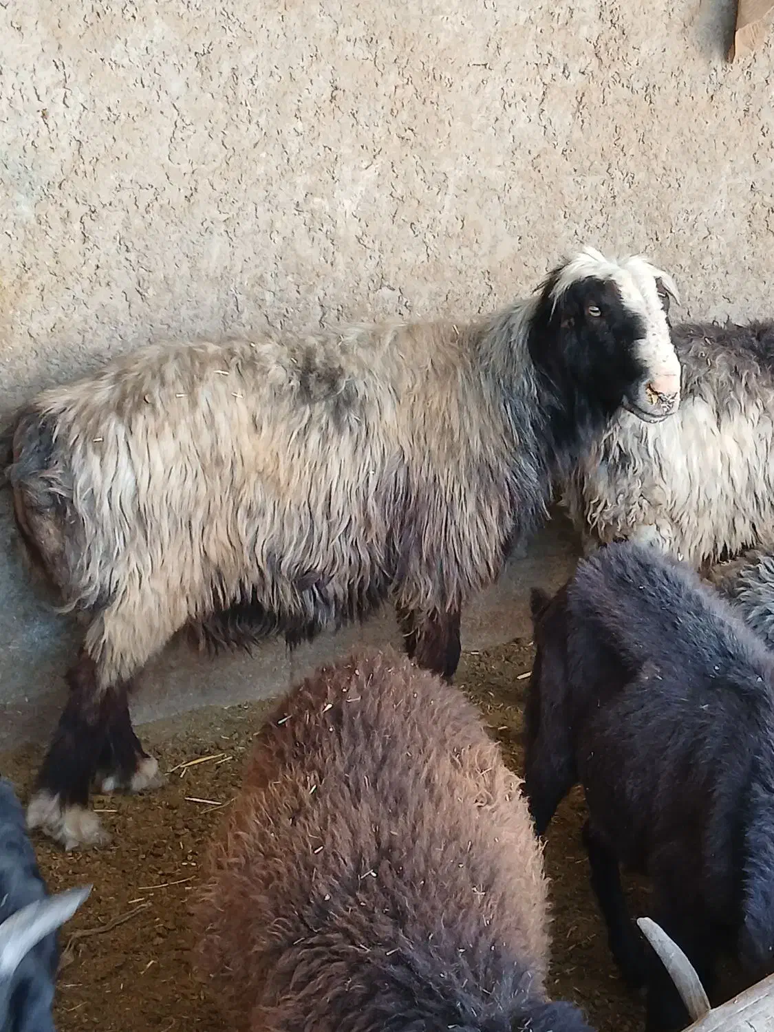 قوچ داشتی اتیقه|حیوانات مزرعه|مرودشت, مختارآباد|دیوار