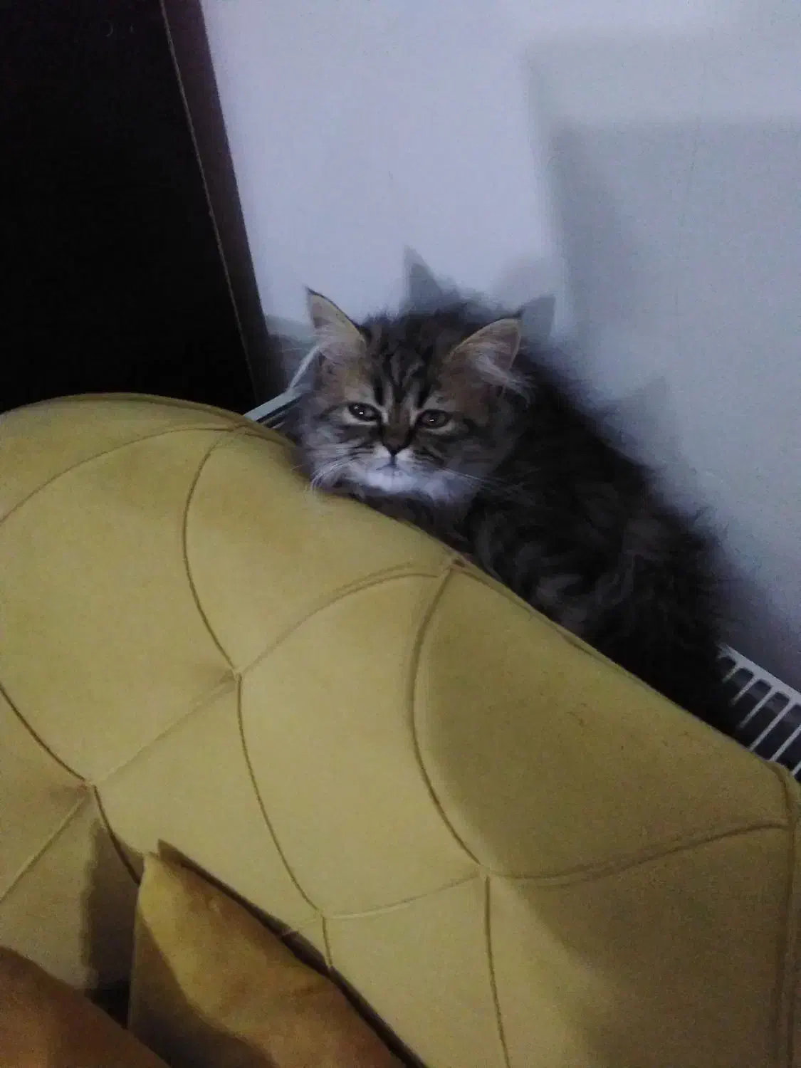 گربه میکس پرشین و بریتیش|گربه|تهران, شهرک کوهسار|دیوار