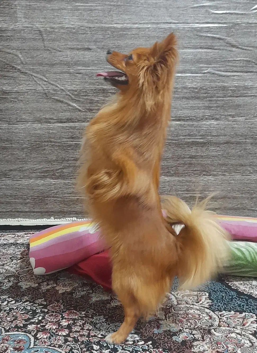 پامر روباهی|سگ|بروجرد, |دیوار