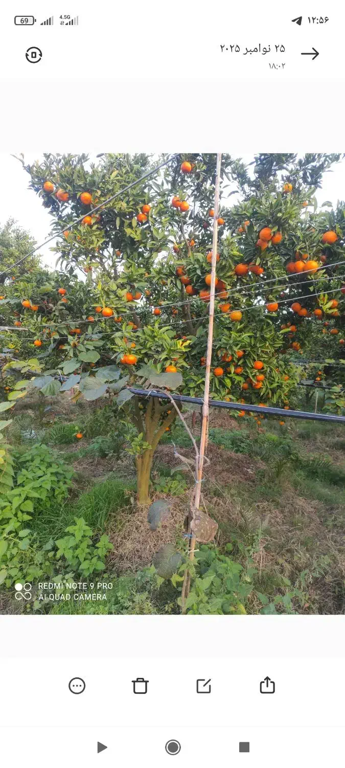 گل وگیاه|خدمات باغبانی و درختکاری|تنکابن, |دیوار