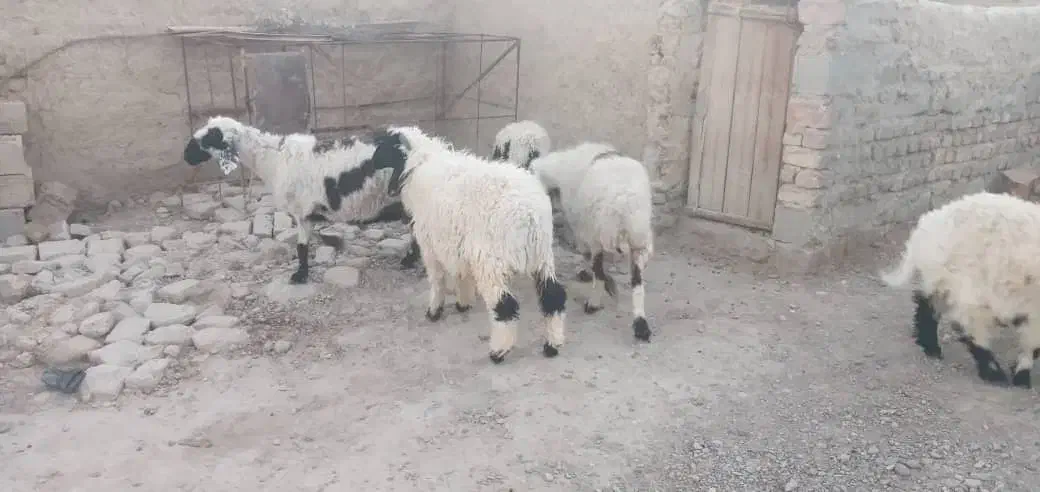 فروش فوری تعدادی گوسفند آبست و بره نر جاق|حیوانات مزرعه|زابل, |دیوار