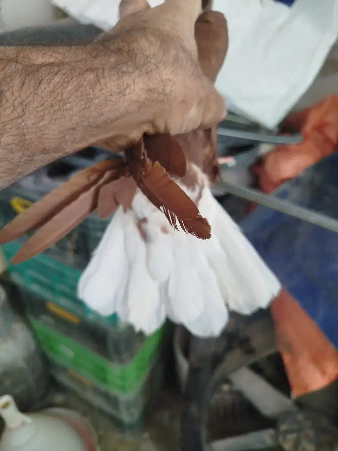 سلام خدمت دوستان  دم سفید|پرنده|تربت‌حیدریه, یحیی آباد|دیوار