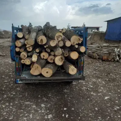 خریدار چوب|خدمات باغبانی و درختکاری|دورود, |دیوار