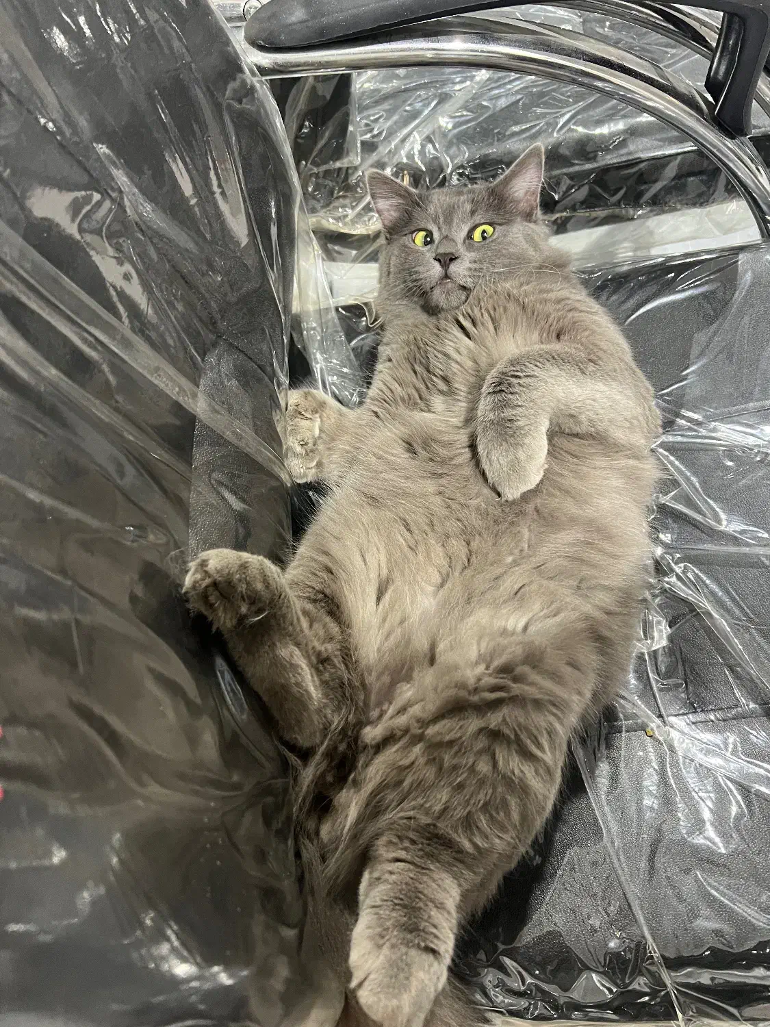 گربه بریتیش بلو نر|گربه|لاهیجان, حاجی آباد|دیوار