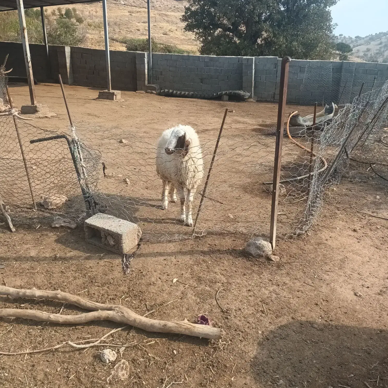 بره قوچ|حیوانات مزرعه|بدره, |دیوار