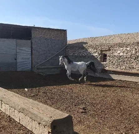 اسب عرب اصیل و شناسنامهدار|اسب و تجهیزات اسبسواری|قم, پردیسان|دیوار
