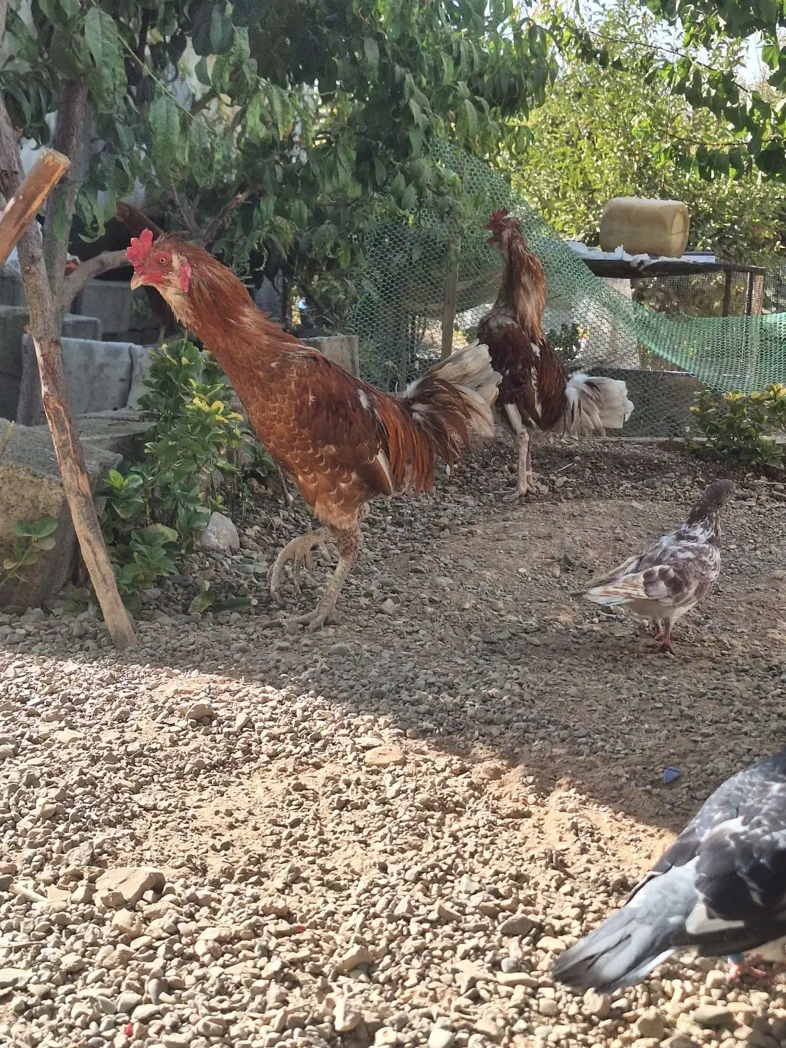 خروس لاری دو رگ یکساله|حیوانات مزرعه|کوهسار (البرز), |دیوار