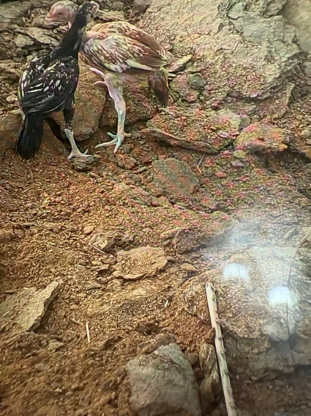 کود حیوانی|خدمات باغبانی و درختکاری|میناب, |دیوار