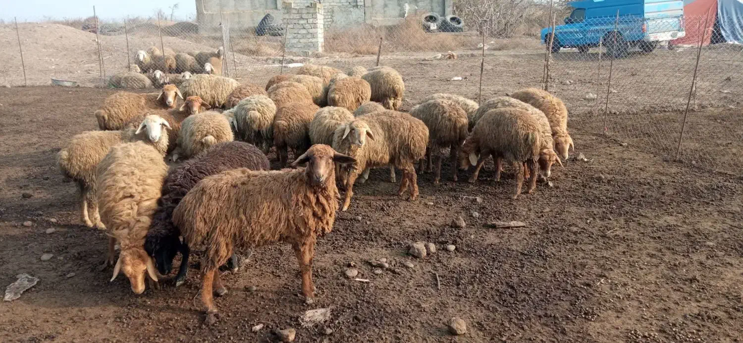 ۳۰راس بره ماده .دامازدیغ.|حیوانات مزرعه|پارسآباد, |دیوار