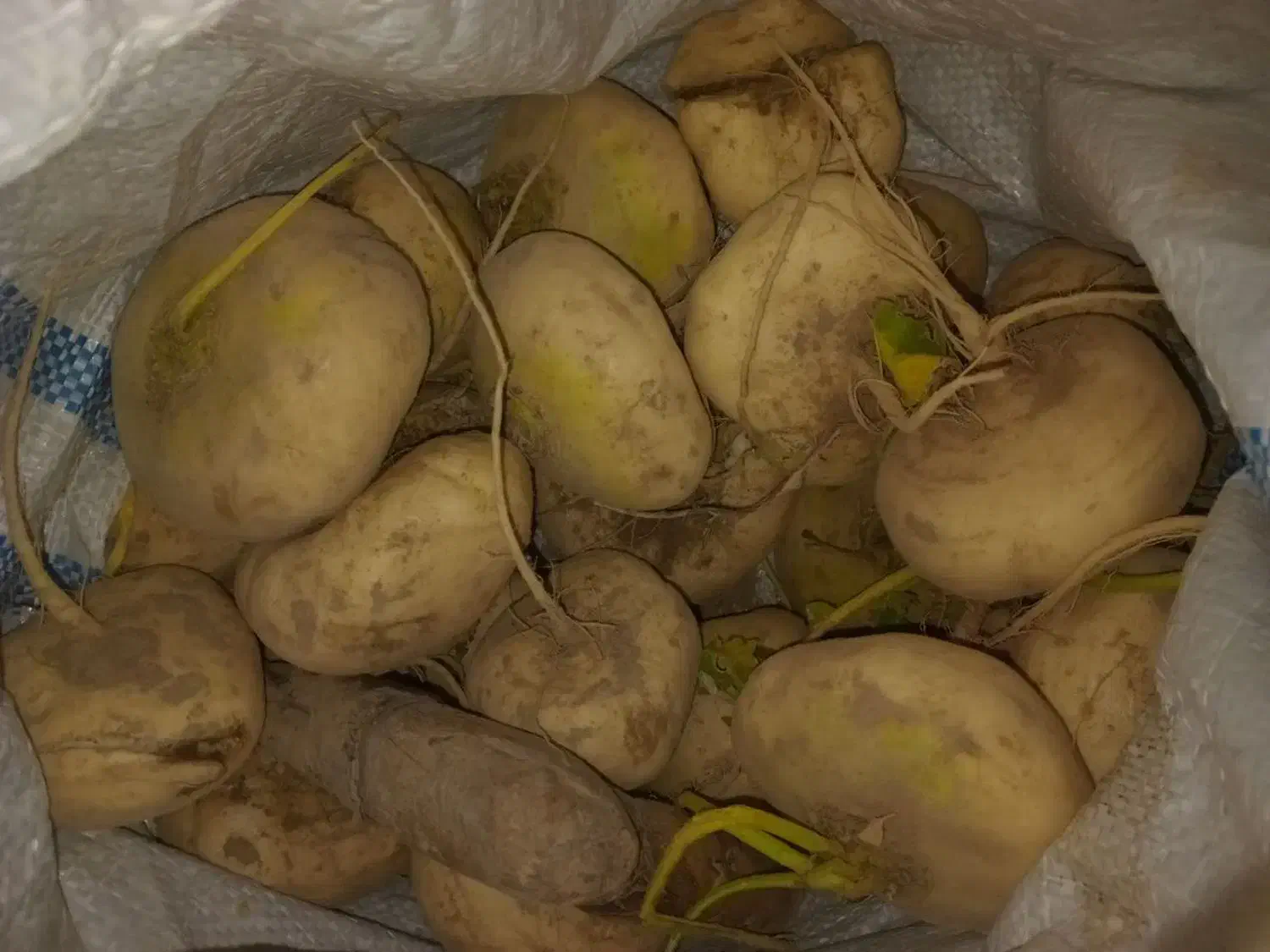 شلغم کوچک وبزرگ|خوردنی و آشامیدنی|سربیشه, |دیوار