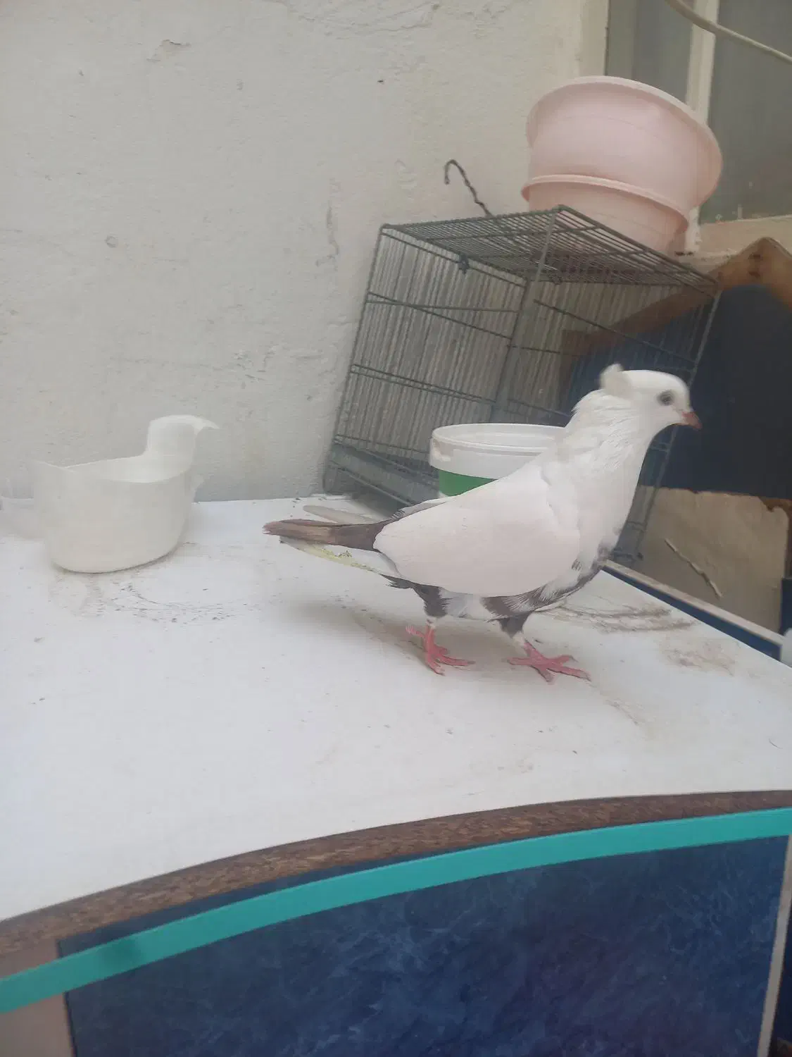 کبوتر دمبی|پرنده|شهریار, فرارت|دیوار