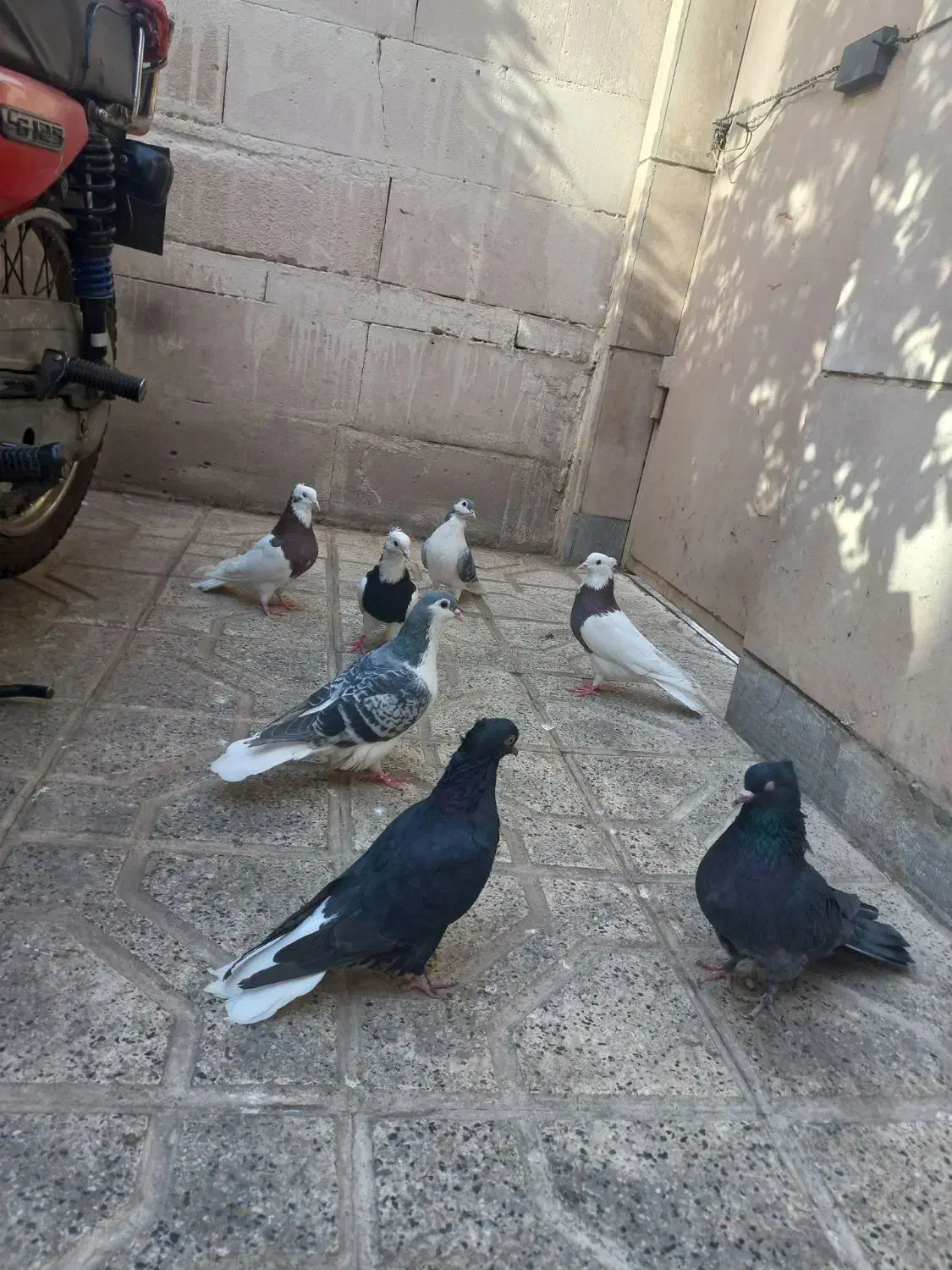 حراج (طوقی،ساده،دمسفید)|پرنده|مشهد, کارمندان دوم|دیوار