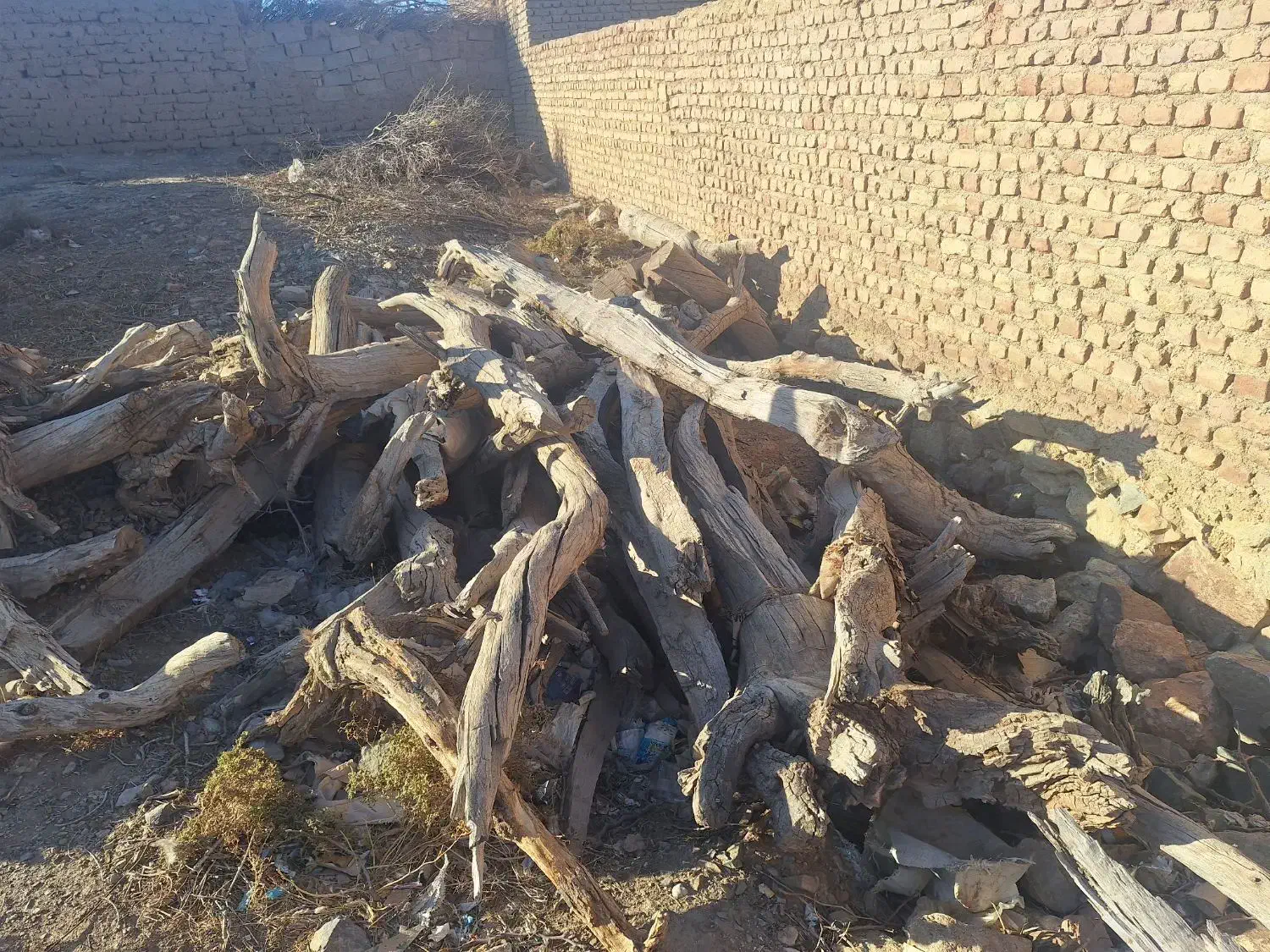 چوب  خشک زردآلو و بادام|خدمات باغبانی و درختکاری|گزیک, |دیوار