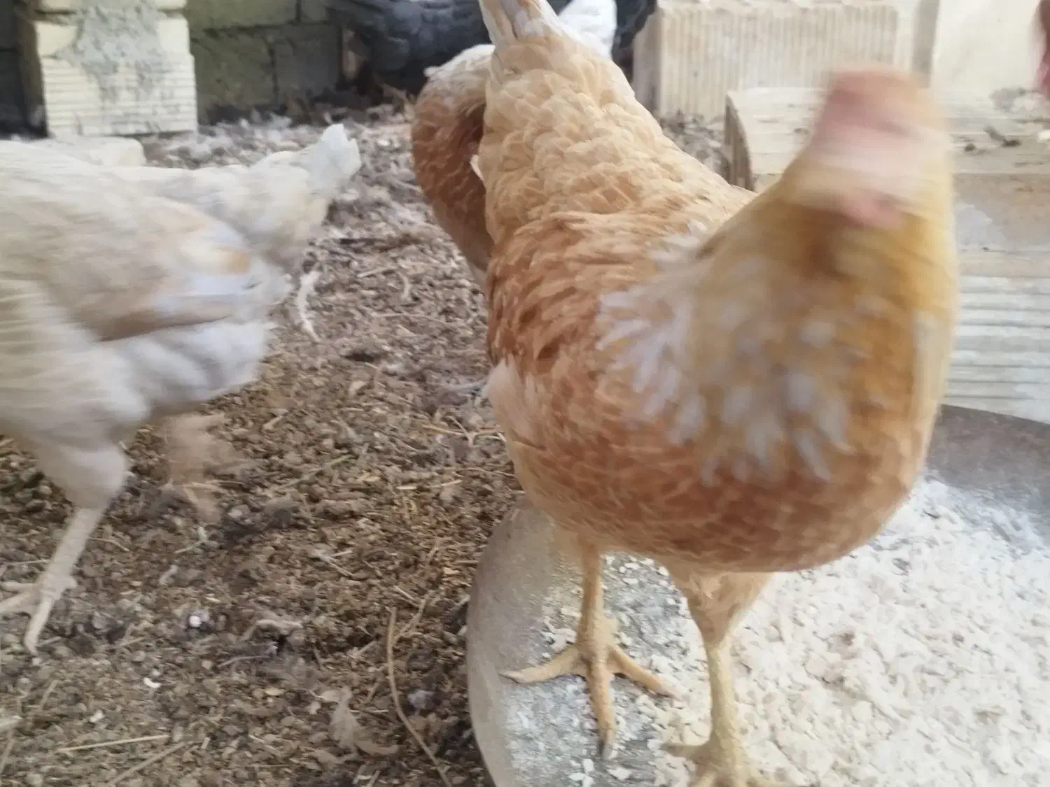 مرغ محلی|حیوانات مزرعه|حور, |دیوار