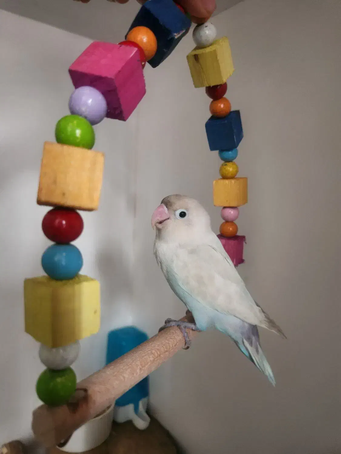 طوطی برزیلی|پرنده|مبارکه, |دیوار